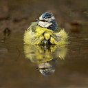 BUITEN BEELD Foto: 236274