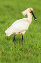 BUITEN BEELD Foto: 236288