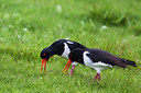 BUITEN BEELD Foto: 236289
