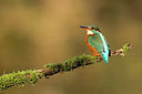 BUITEN BEELD Foto: 236300