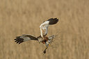 BUITEN BEELD Foto: 236310