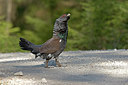 BUITEN BEELD Foto: 236311