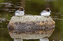 BUITEN BEELD Foto: 236314