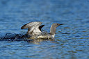 BUITEN BEELD Foto: 236315