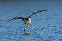 BUITEN BEELD Foto: 236316