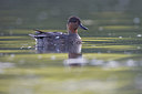 BUITEN BEELD Foto: 236352