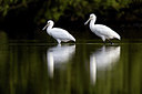 BUITEN BEELD Foto: 236355