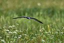 BUITEN BEELD Foto: 236360
