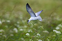 BUITEN BEELD Foto: 236361