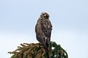 BUITEN BEELD Foto: 236397