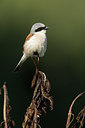 BUITEN BEELD Foto: 236430