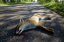 BUITEN BEELD Foto: 236443
