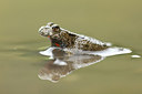 BUITEN BEELD Foto: 236451