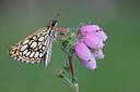 BUITEN BEELD Foto: 236454