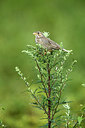 BUITEN BEELD Foto: 236465