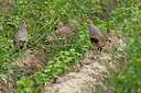 BUITEN BEELD Foto: 236466