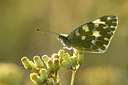 BUITEN BEELD Foto: 236467