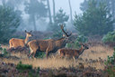 BUITEN BEELD Foto: 236492