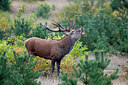 BUITEN BEELD Foto: 236493