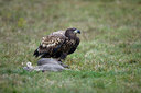 BUITEN BEELD Foto: 236509