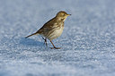 BUITEN BEELD Foto: 236569