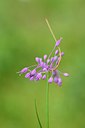 BUITEN BEELD Foto: 236605