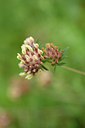 BUITEN BEELD Foto: 236670