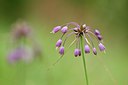 BUITEN BEELD Foto: 236740