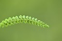 BUITEN BEELD Foto: 236745
