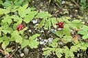 BUITEN BEELD Foto: 236761