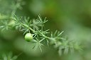 BUITEN BEELD Foto: 236768