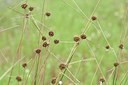 BUITEN BEELD Foto: 236855