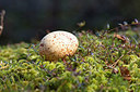 BUITEN BEELD Foto: 236951