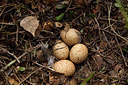 BUITEN BEELD Foto: 236954