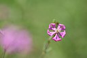 BUITEN BEELD Foto: 237033