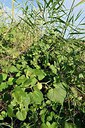 BUITEN BEELD Foto: 237079