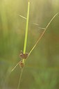 BUITEN BEELD Foto: 237085