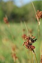 BUITEN BEELD Foto: 237093