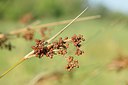 BUITEN BEELD Foto: 237094