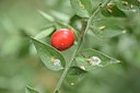 BUITEN BEELD Foto: 237162