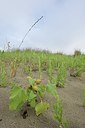 BUITEN BEELD Foto: 237201