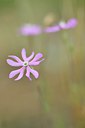 BUITEN BEELD Foto: 237217