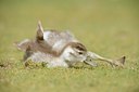 BUITEN BEELD Foto: 237748