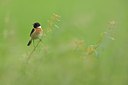 BUITEN BEELD Foto: 237863