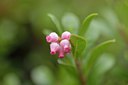 BUITEN BEELD Foto: 238185