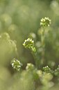 BUITEN BEELD Foto: 238292