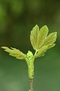 BUITEN BEELD Foto: 238502