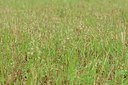 BUITEN BEELD Foto: 238558
