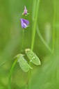 BUITEN BEELD Foto: 238570