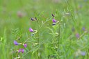 BUITEN BEELD Foto: 238571